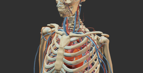 Z-Anatomy - 3D model lidského těla zdarma